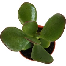 Armenbotanik Crassula Ovata Para Çiçeği