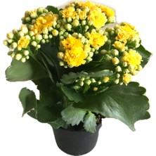 İde Bahçe Kalanchoe Kalanşo  Çiçeği Sarı