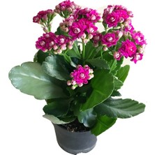 İde Bahçe Kalanchoe Kalanşo Çiçeği Sarı