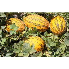 Verim Tanem F1 Kavun Tohumu 1000'li