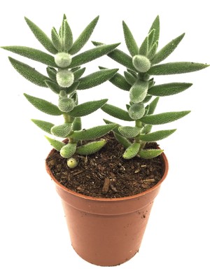 Levant Crassula Jade Mesembryanthemoides Sukulent