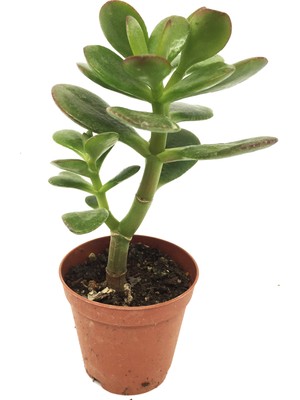 Levant Crassula Feng Shui Para Ağacı Sukulent Fidanı 1 Adet Güney Cepheler İçin Uygun