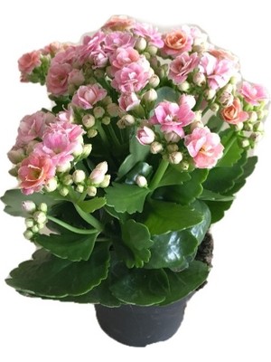 İde Bahçe Kalanchoe Kalanşo Çiçeği Pembe
