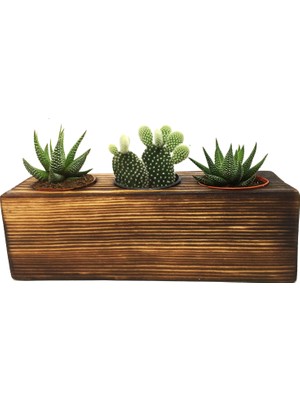 Levant Kaktüs Sukulent Aranjmanı 3'lü Ahşap Yakma Bitkili