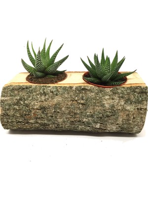Levant Kaktüs Sukulent Aranjmanı 2'li Doğal Kütük Bitkili