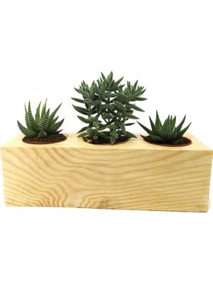 Levant Kaktüs Sukulent Aranjmanı 3'lü Ahşap Bitkili