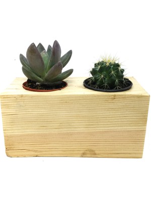 Levant Kaktüs Sukulent Aranjmanı 2'li Ahşap Bitkili