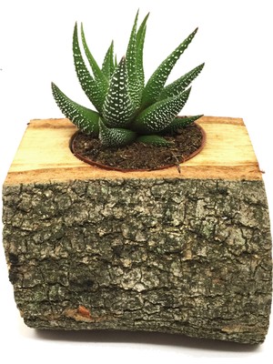 Levant Kaktüs Sukulent Aranjmanı Doğal Kütük Bitkili
