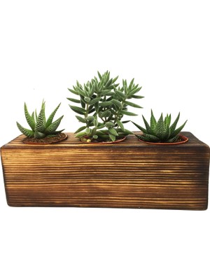 Levant Kaktüs Sukulent Aranjmanı 3'lü Ahşap Yakma Bitkili