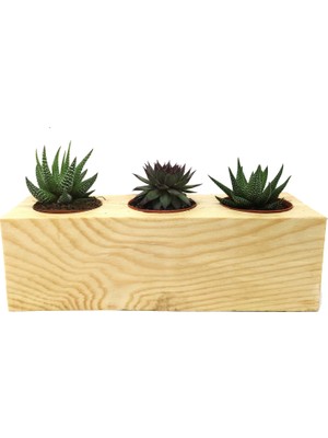 Levant Kaktüs Sukulent Aranjmanı 3'lü Ahşap Bitkili