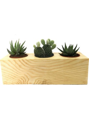 Levant Kaktüs Sukulent Aranjmanı 3'lü Ahşap Bitkili