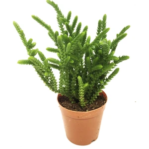 Crassula Muscosa Watch Chain Sukulent
