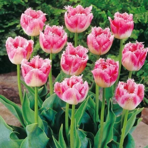 Fancy Frills Fırfırlı Lale Soğanı 5'li