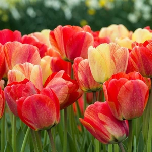 Gudoshnik Lale Soğanı 5'li