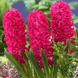 Hyacinthus Jan Boss Sümbül Soğanı 3'lü