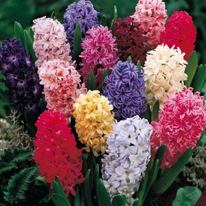 Hyacinthus Karışık Mix Sümbül Soğanı 10'lu