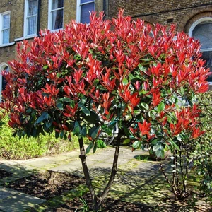 Tüplü Alev Ağacı Photinia Fidanı