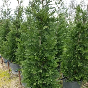 Tüplü Leylandi Fidanı 30 - 40 cm