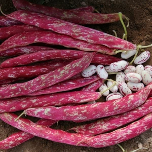 Doğal Oturak Barbunya Tohumu 40 Tohum