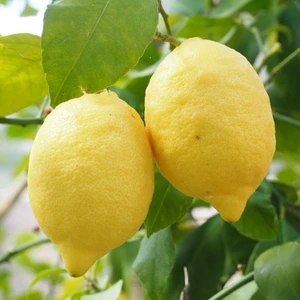 Tüplü Bodur Tipte Üzeri Meyveli Yediveren Limon Fidanı Ev İçin Ideal