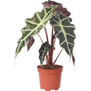 Peyzaj Burada Alocasia Polly Fil Kulağı Bitkisi