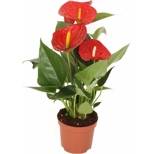 Peyzaj Burada Anthurium Andraeanum Red Kırmızı Antoryum Flamingo Çiçeği