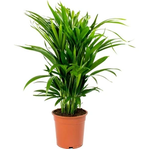 Peyzaj Burada Areca Dypsis Lutescens Areka Palmiyesi +60 cm
