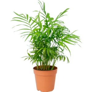 Peyzaj Burada Chamaedorea Elegans Dağ Palmiyesi +30 cm
