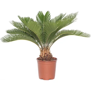 Peyzaj Burada Cycas Revoluta Japon Sago Palmiyesi Sikas