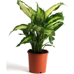 Peyzaj Burada Dieffenbachia Camilla Difenbahya Bitkisi + 40 cm