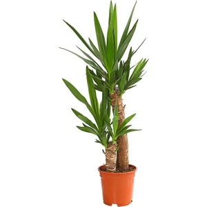 Peyzaj Burada Yucca Massengena Yuka Bitkisi 2 Gövdeli 100 - 120 cm