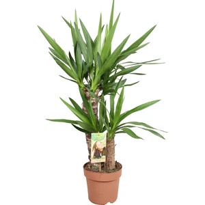 Peyzaj Burada Yucca Massengena Yuka Bitkisi 2 Gövdeli 80 - 100 cm
