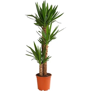 Peyzaj Burada Yucca Massengena Yuka Bitkisi 3 Gövdeli 120 - 140 cm