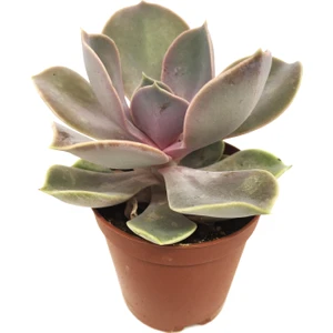 Echeveria Perle Von Nurnberg Sukulent