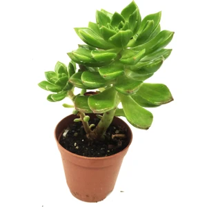 Echeveria Bianca Sukulent