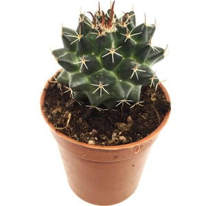 Echinopsis Oxygona Kaktüs