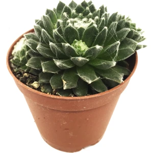 Sempervivum Cebenese Sukulent