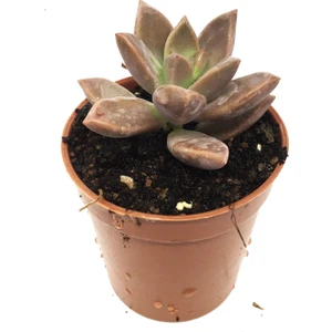 Grapto Sedum Sukulent