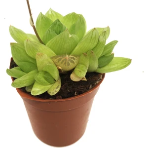 Haworthia Cymbiformis Sukulent