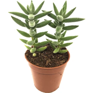 Crassula Jade Mesembryanthemoides Sukulent
