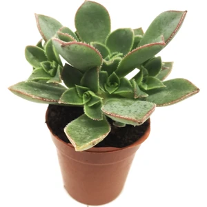 Aeonium Haworthii Sukulent