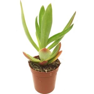 Crassula Campfire Sukulent