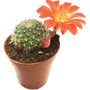 Mamillaria Top Kaktüs