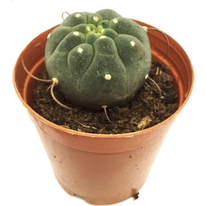 Matucana Madisoniorum Kaktüs