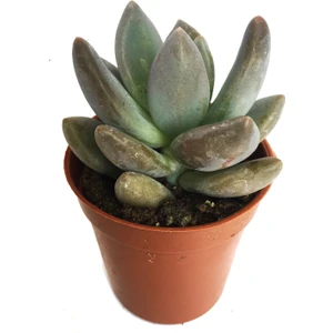 Graptoveria Opalina Sukulent