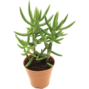 Crassula Tetragona Sukulent