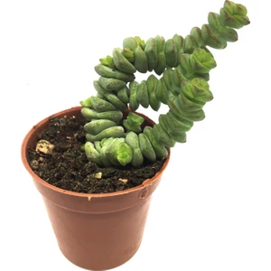 Crassula Marnieriana