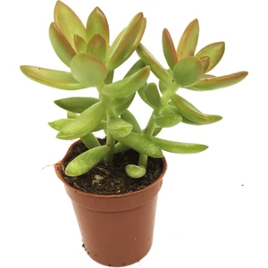 Sedum Nussbaumerianum Sukulent