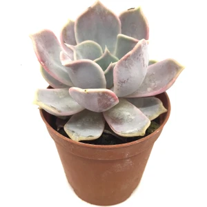 Echeveria Fleur Blanc Sukulent