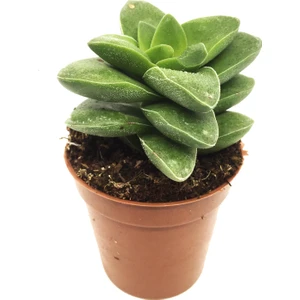Crassula Spring Time Sukulent
